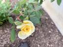 Karl Ploberger Rose rose photo