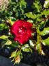 Moraya Rouge® rose photo