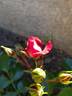 Moraya Rouge® rose photo