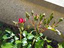 Moraya Rouge® rose photo