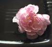 Sweet Fairy rose photo