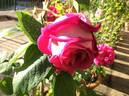 Parfum de l'Hay rose photo