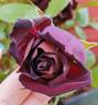 Scarman's Velvet China rose photo