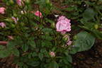 Lavender Kordana rose photo