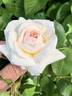 13-1RDS rose photo