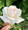 13-1RDS rose photo