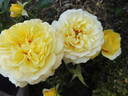 The Sun and the Heart rose photo