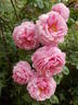 Florence Ducher ® rose photo