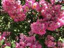 Gladsome rose photo