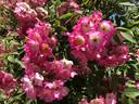 Gladsome rose photo