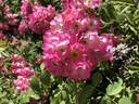 Gladsome rose photo