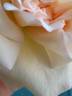 Chun Shui Lu Bo rose photo