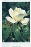 Lorenzo Pahissa rose photo