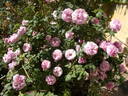 Florence Ducher ® rose photo