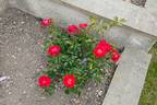 Moraya Rouge® rose photo