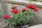 Moraya Rouge® rose photo