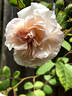 Inspektor Blohm rose photo