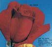 Bel Canto rose photo