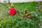 Intervilles rose photo