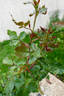 Intervilles rose photo