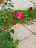 Intervilles rose photo
