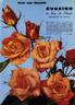 Evasion rose photo