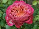 Centenaire de l'Haÿ-les-roses ® rose photo