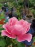 Charmwell Grandma's Rose rose photo