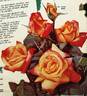 Festival Beauty rose photo