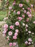 Florence Ducher ® rose photo