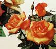 Gay Gordons ® rose photo