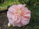 Matthias Claudius rose photo