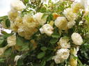 La Feuillerie rose photo
