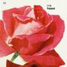 Rubaiyat rose photo