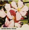 C. montana 'Tetrarose' clematis photo