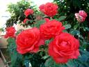 Satellite ® rose photo