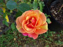 Ann Harder rose photo