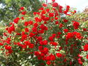 Grimpant La Sevillana rose photo