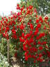Grimpant La Sevillana rose photo