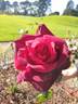 Allen Brundrett rose photo