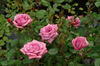 Lavender Jewel rose photo