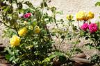 Toulouse-Lautrec ® rose photo