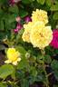 Toulouse-Lautrec ® rose photo