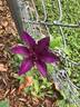 Boulevard clematis photo