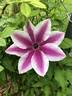 Carnaby clematis photo