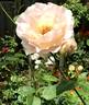 Rokoko rose photo