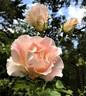 Rokoko rose photo