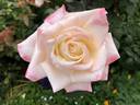 Helen Naudé rose photo