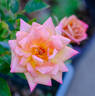 Suntan Beauty ™ rose photo