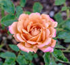 Suntan Beauty ™ rose photo